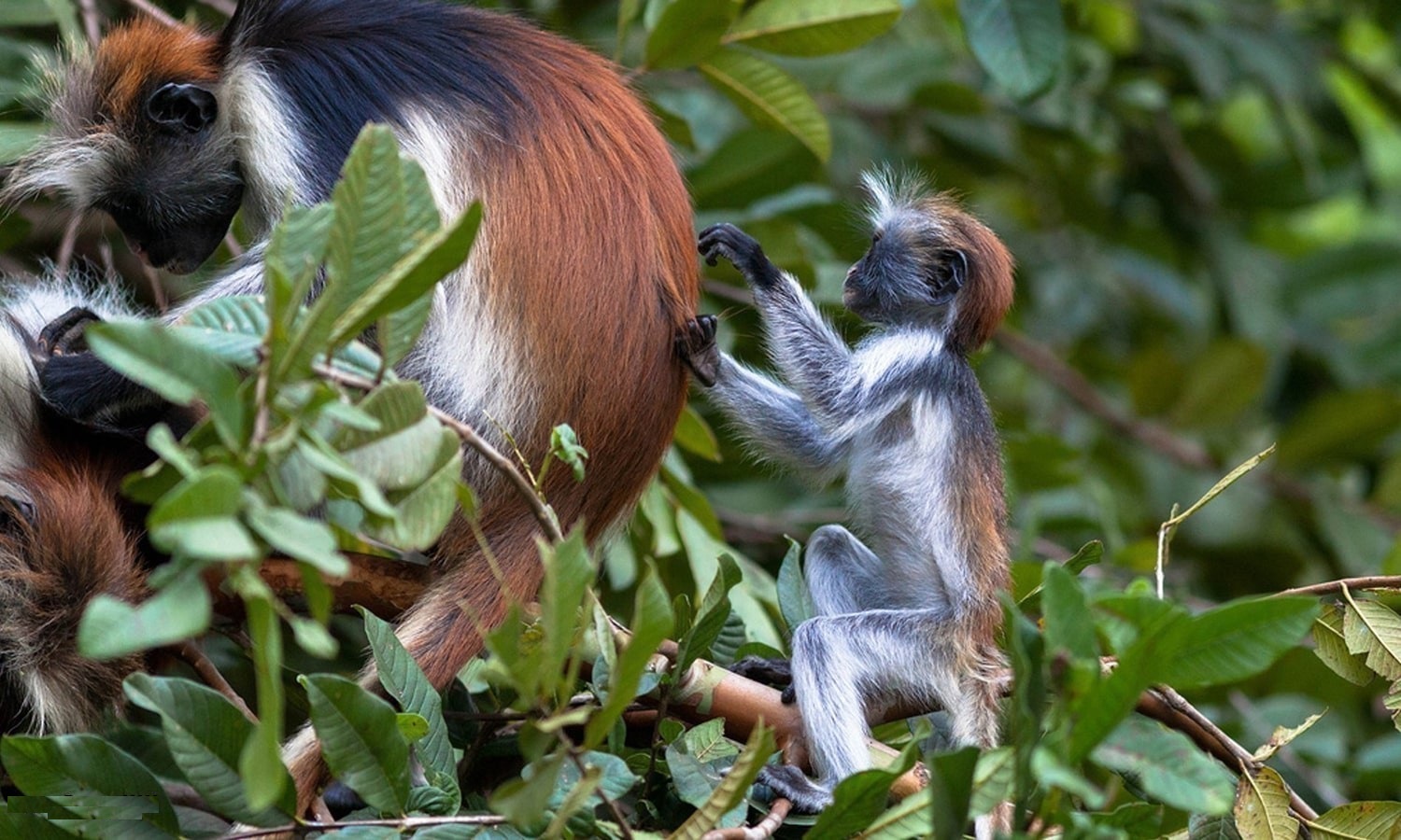 Jozani Forest & Dolphin Tour