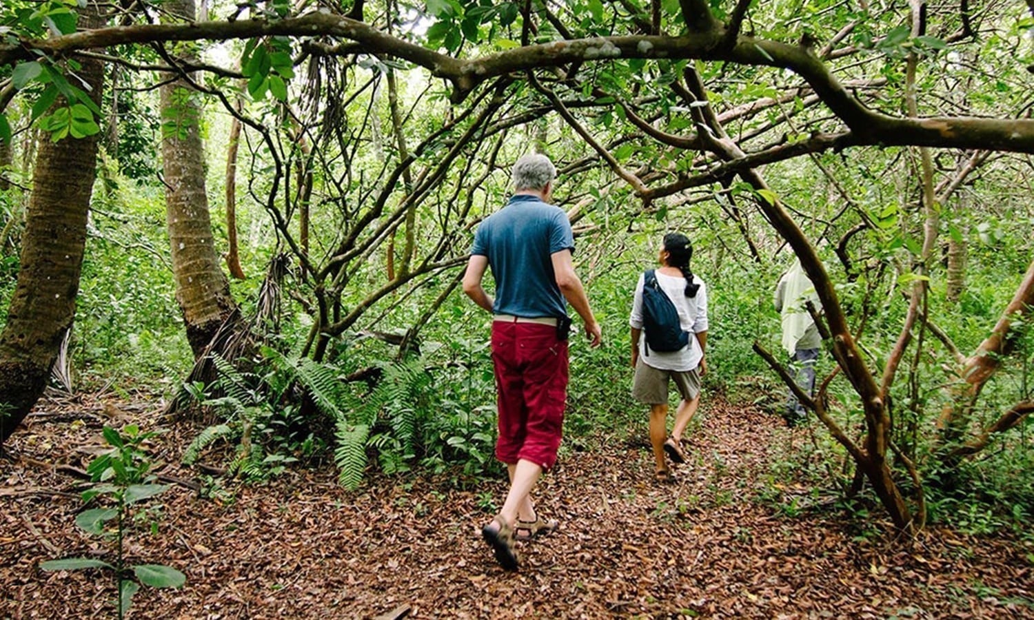 Mangrove Boardwalk